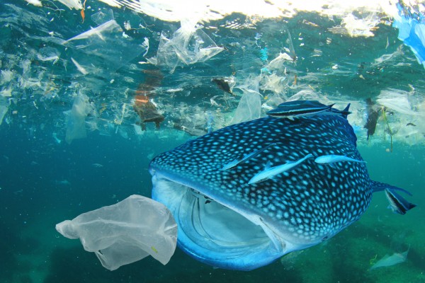 nutri-plus-ocean-plastic-umweltschutz